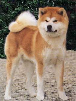 akita_inu.jpg