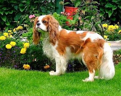 cavalier_king_charles_spanie_2.jpg