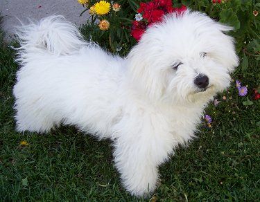 havachonbichonhavanese7months.jpg