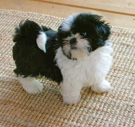 rn_dog_shih_tzu_05.jpg