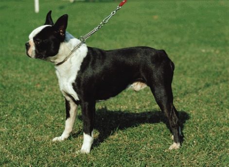 boston_terrier_n.jpg