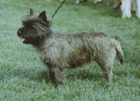 cairn_terrier_n.jpg