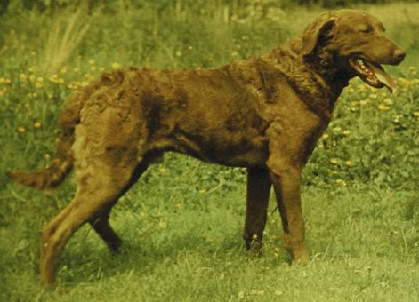 chesapeake_bay_retriever_n.jpg